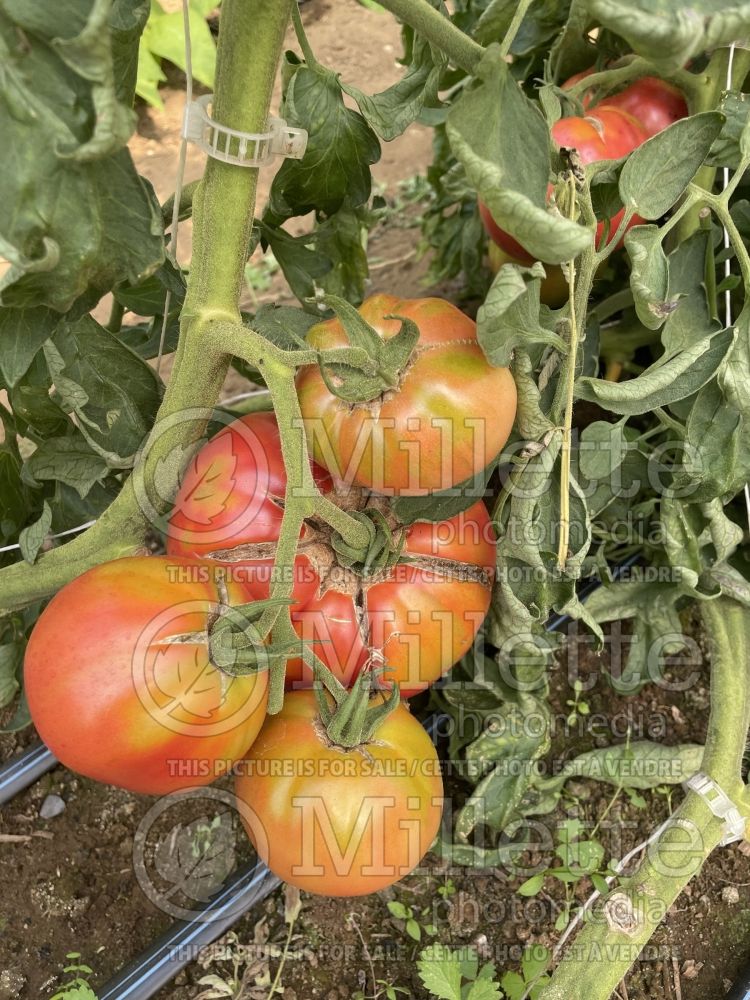 Solanum Dufresne aka Savignac (Tomato vegetable - tomate) 6