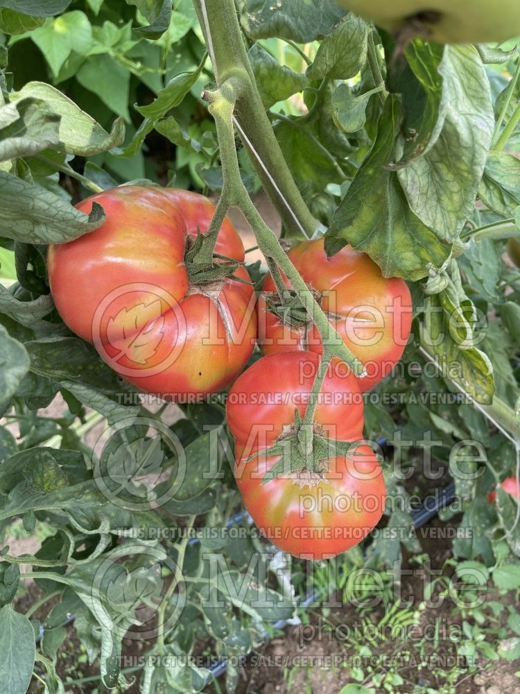 Solanum Dufresne aka Savignac (Tomato vegetable - tomate) 7