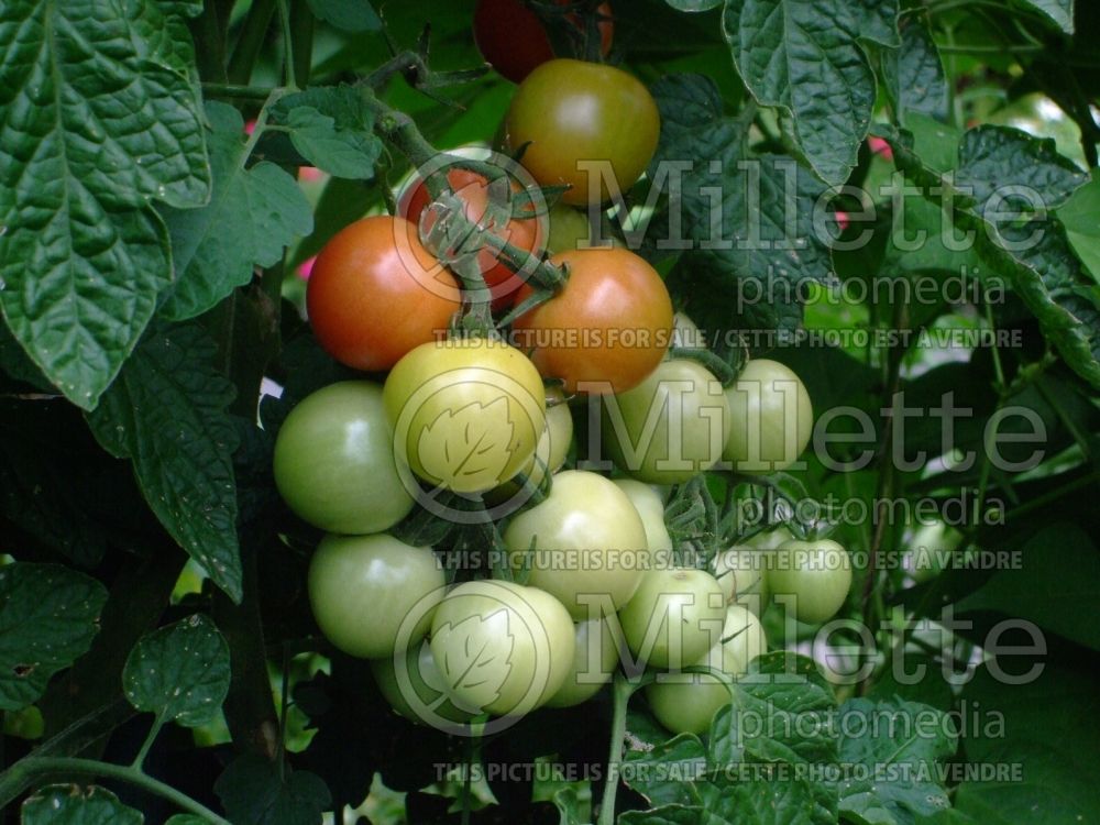 Solanum Sweet Treats (Tomato vegetable - tomate) 1