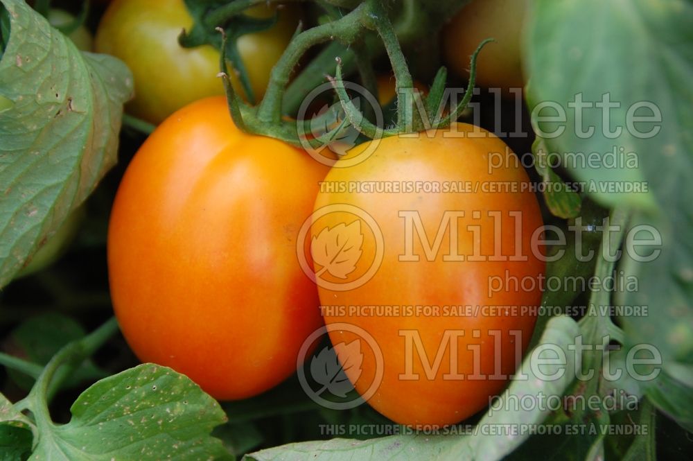 Solanum Tangerine Mama (Tomato vegetable - tomate) 1 