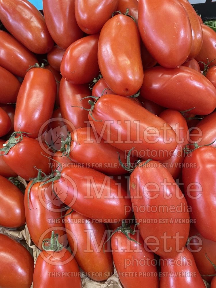 Solanum Torino (Tomato vegetable - tomate) 4  