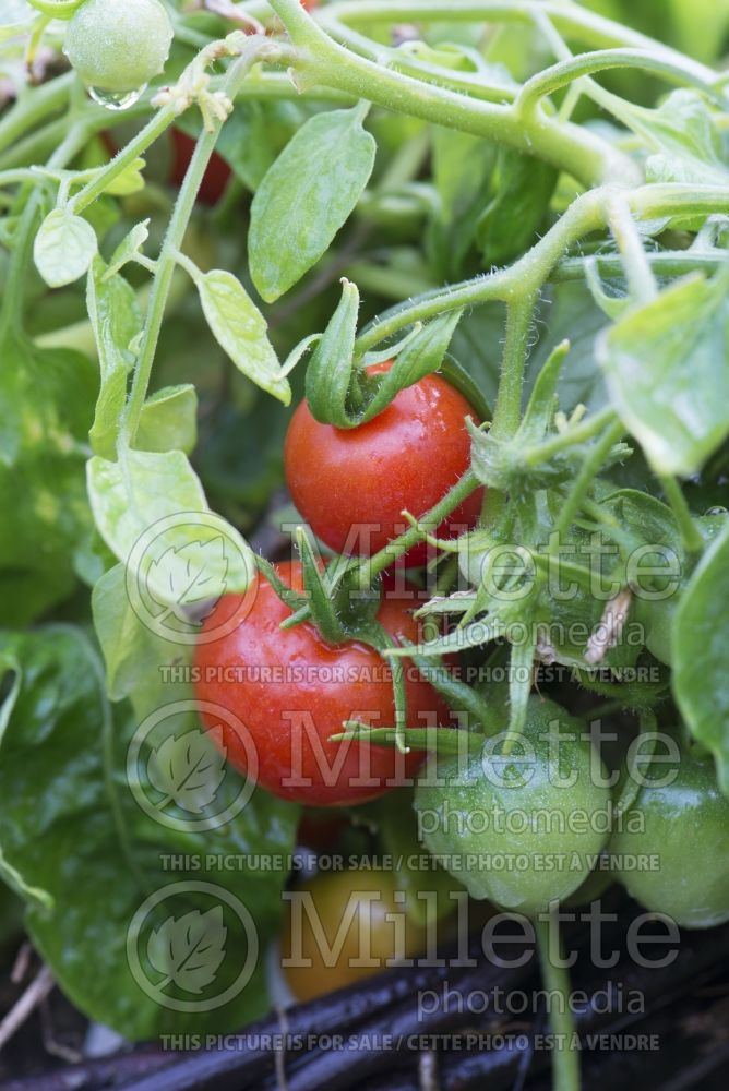 Solanum Tumbling Tom Red (Tomato vegetable - tomate) 5