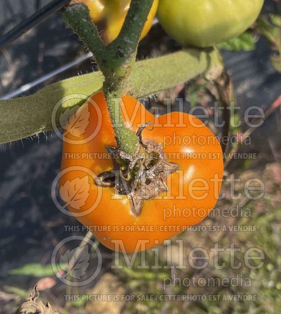 Solanum Valencia (Tomato vegetable - tomate) 1   
