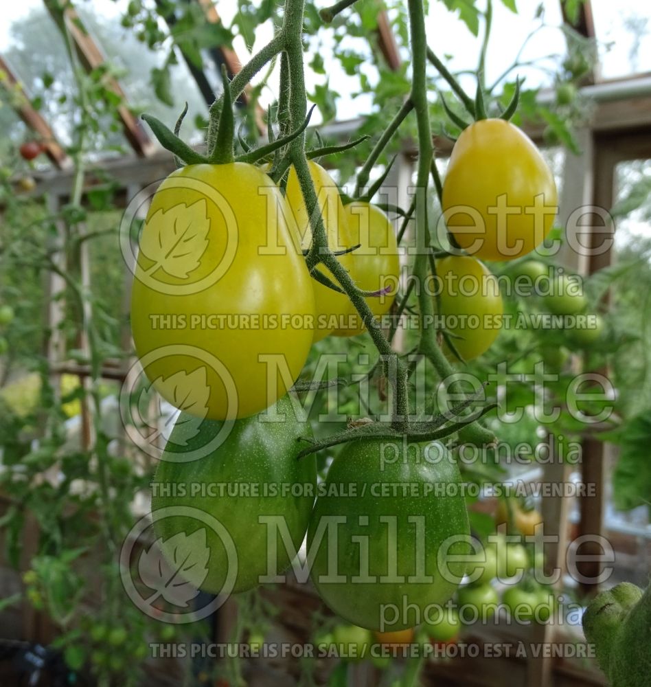 Solanum Yellow Delight (Tomato vegetable - tomate) 1