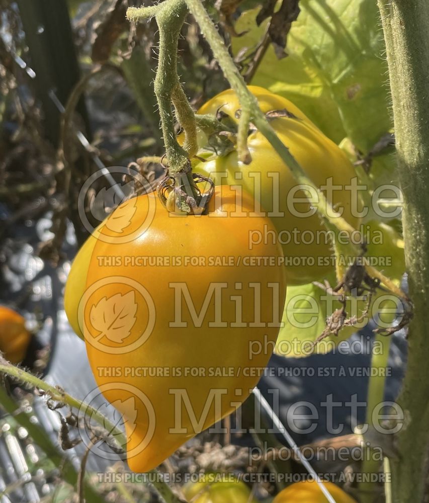 Solanum Yellow Pepper aka Poivron Jaune (Tomato vegetable – tomate) 4 