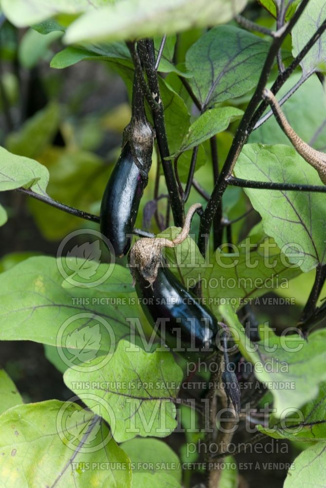 Solanum Millionnaire (Eggplant vegetable - aubergine) 1  