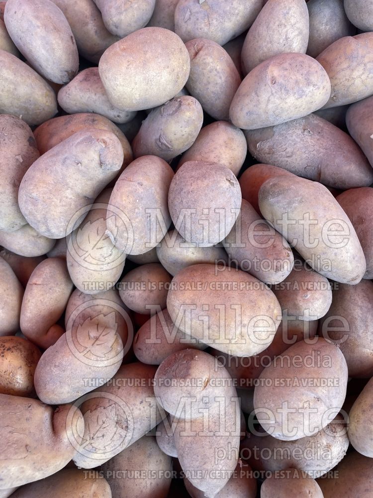 Solanum Agata (Potato vegetable – pomme de terre) 2  
