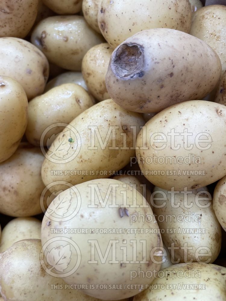 Solanum Osiris (Potato vegetable – pomme de terre) 1  