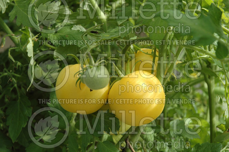Solanum hyporhodium (cocona) 1 