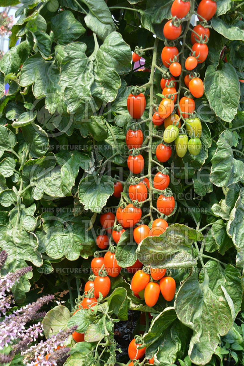 Solanum Apricot Dream (Tomato vegetable - tomate) 4  
