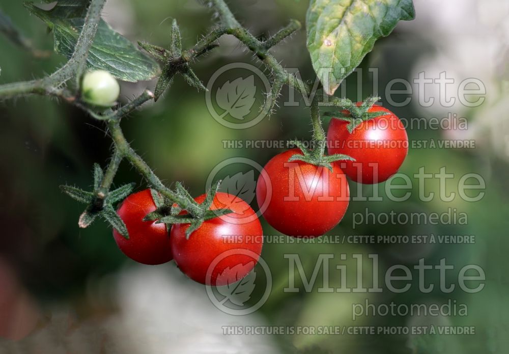 Solanum Baby Boomer (Tomato vegetable - tomate) 2  