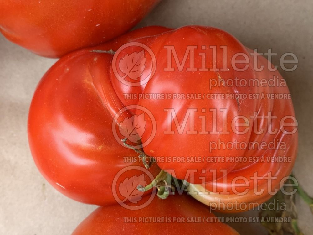 Solanum Buffalo Steak (Tomato vegetable - tomate) 2 