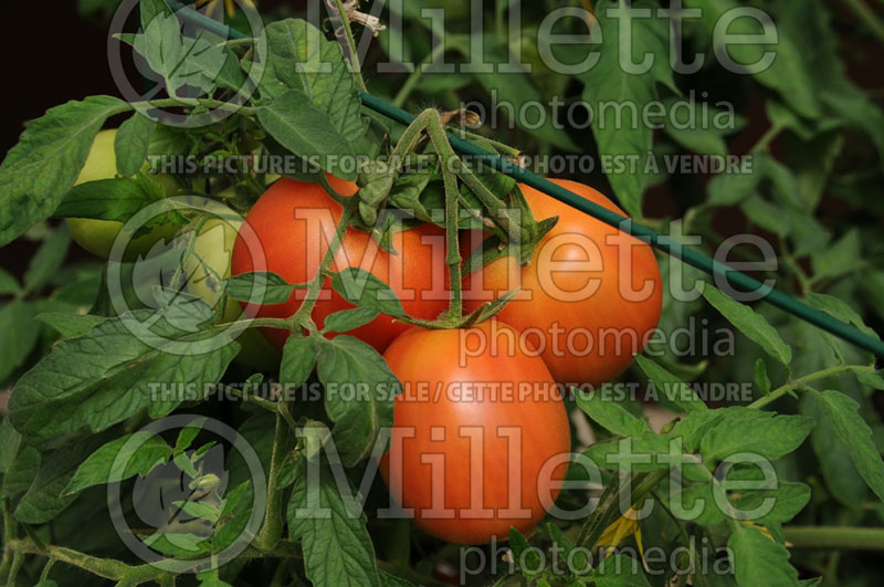 Solanum Burpee SuperSauce (Tomato vegetable - tomate) 1  
