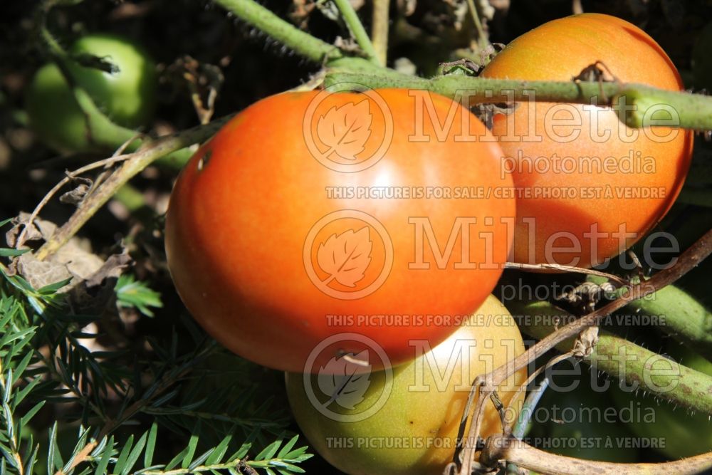 Solanum Celebrity (Tomato vegetable - tomate) 1