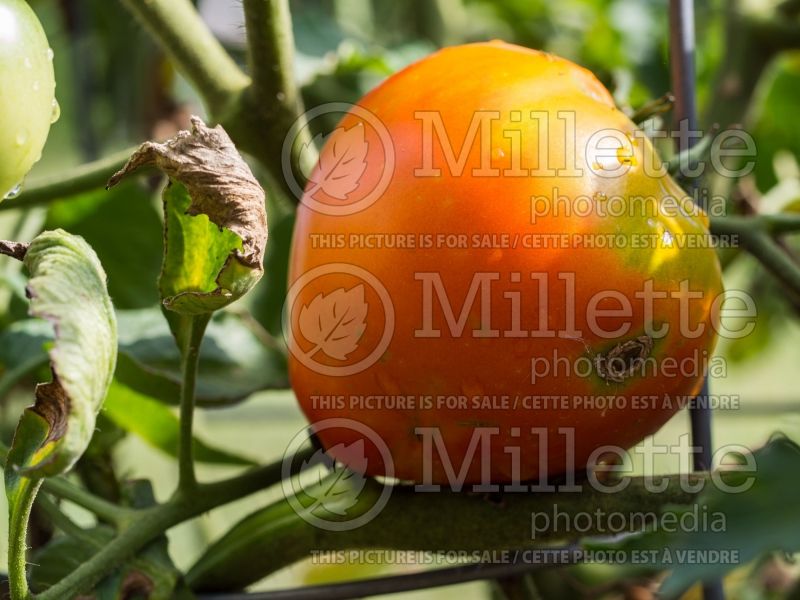 Solanum Celebrity (Tomato vegetable - tomate) 2
