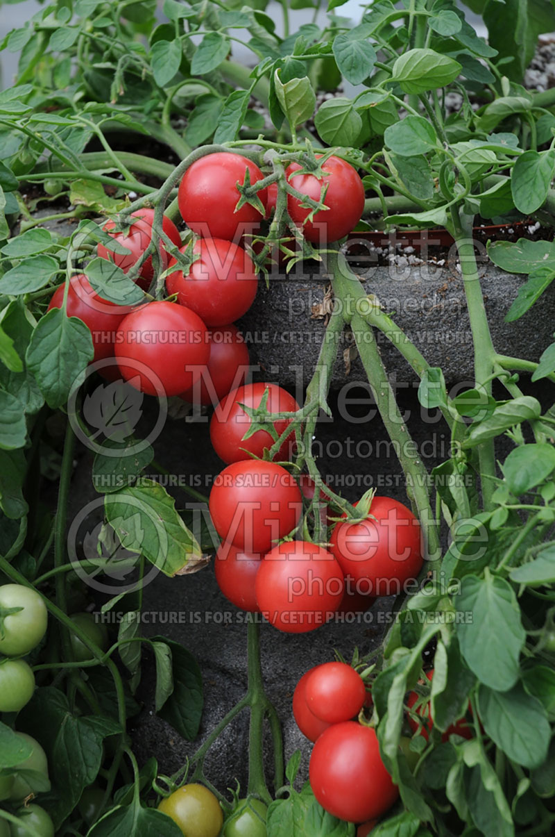 Solanum Cherry Falls (Tomato vegetable - tomate) 5  
