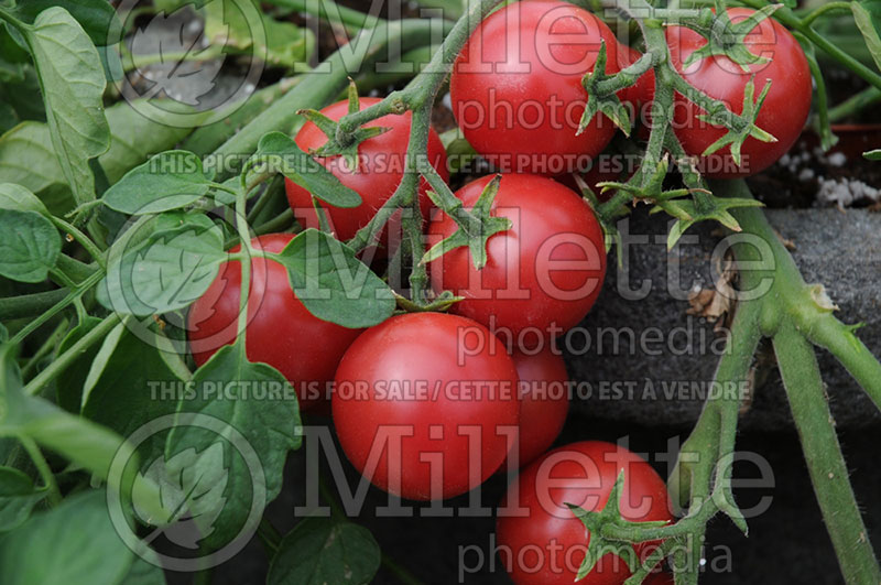 Solanum Cherry Falls (Tomato vegetable - tomate) 4  