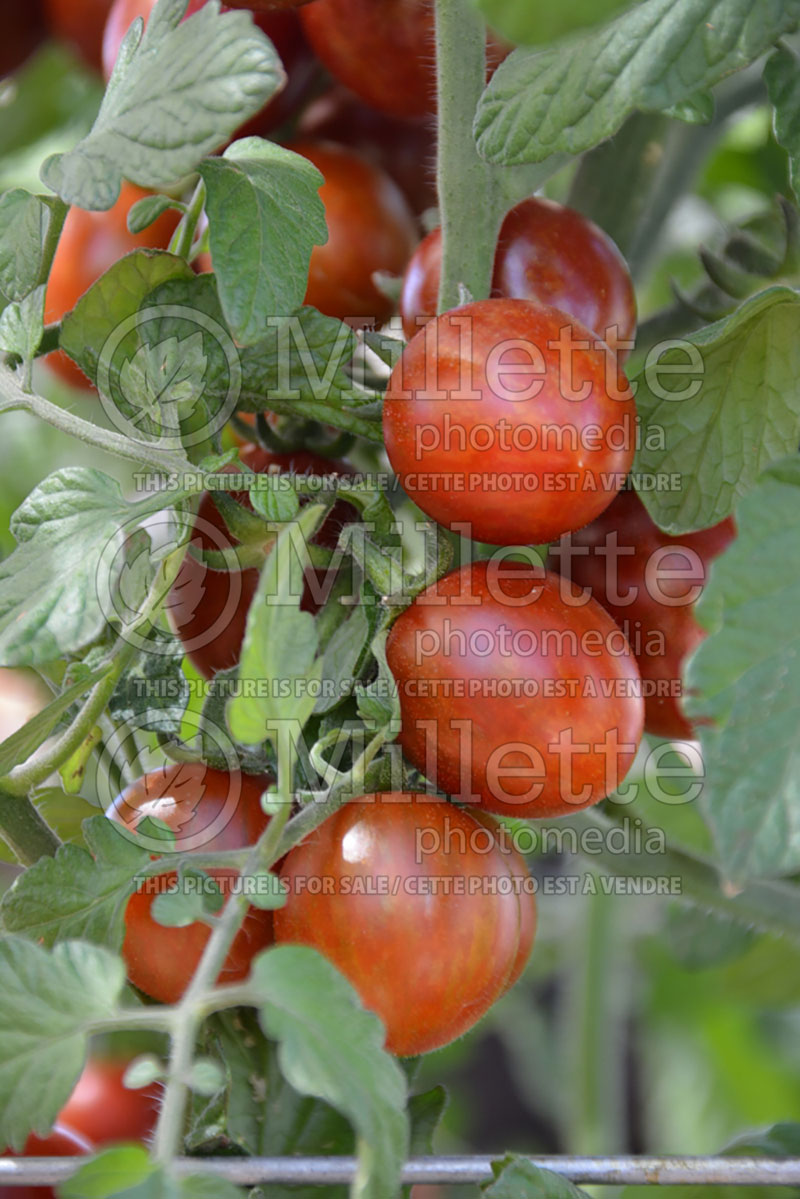 Solanum Chocolate Sprinkles (Tomato vegetable - tomate) 1  