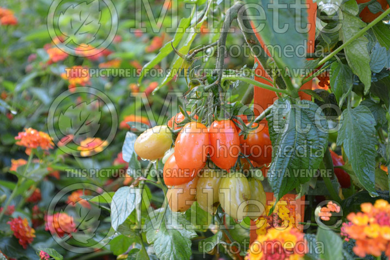 Solanum Copenhague (Tomato vegetable - tomate) 1  