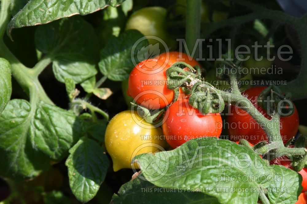Solanum Goodhearted (Cherry Tomato vegetable) 2