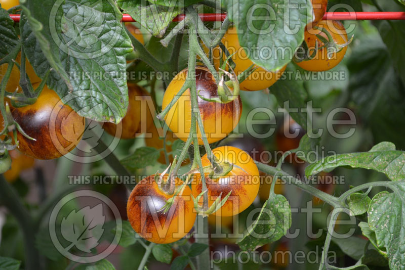 Solanum Indigo Fireball (Tomato vegetable - tomate) 2  