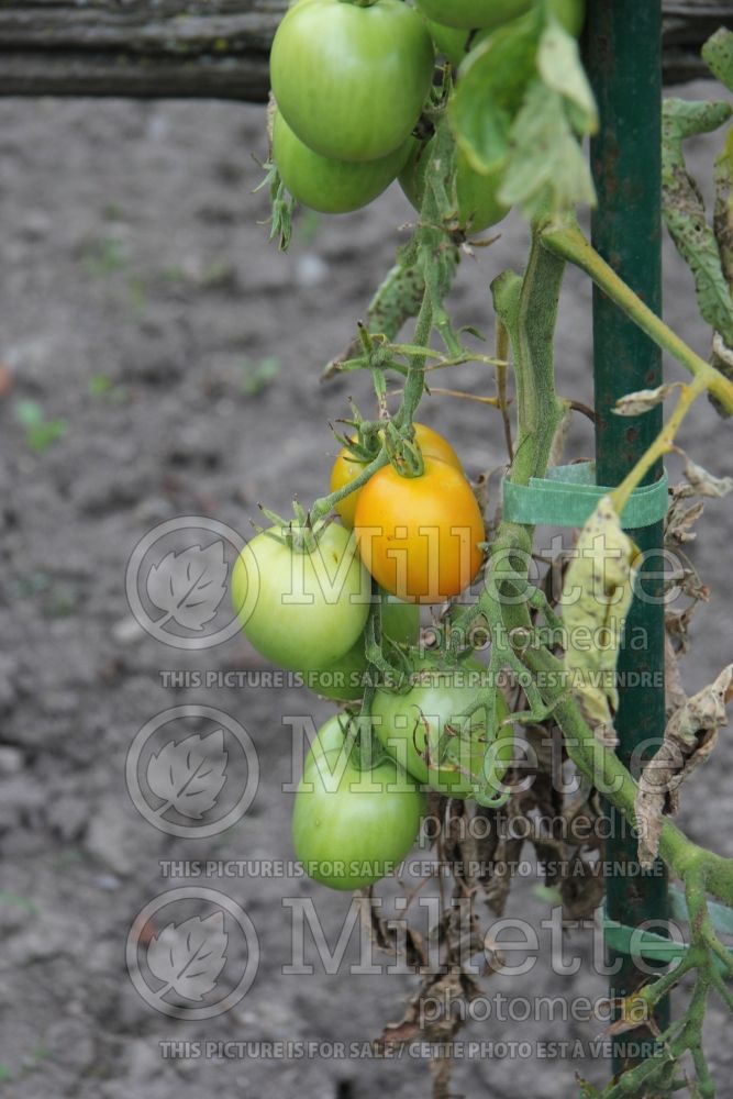 Solanum Jaune Flammée (Tomato vegetable - tomate) 2  