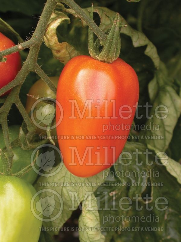 Solanum Juliet (Tomato vegetable - tomate) 3 