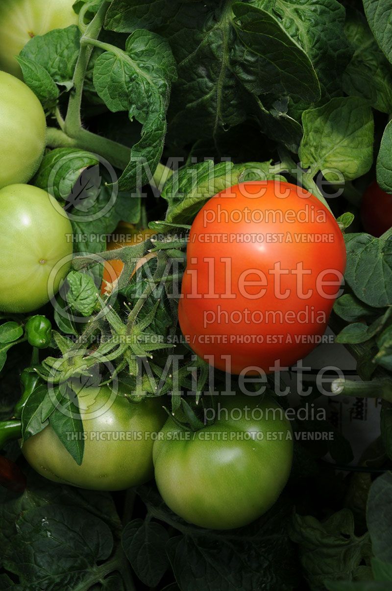 Solanum Mega Bite (Tomato vegetable - tomate) 1 