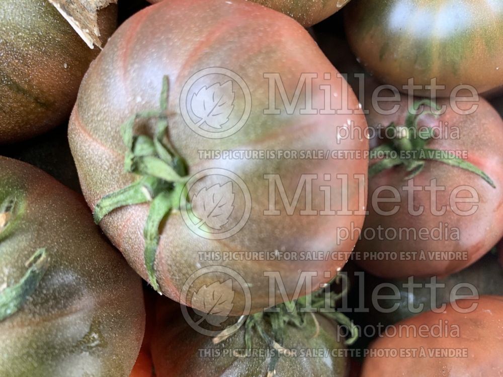 Solanum Noire de Crimee aka Black Krim (Tomato vegetable – tomate) 3  