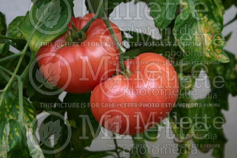 GROWING VEGETABLES IN SMALL SPACES (Part 1)