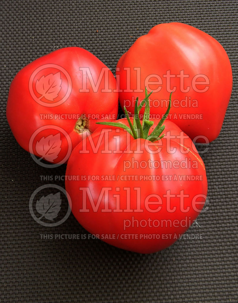 Solanum Oxheart aka coeur de boeuf aka reif red (Tomato vegetable - tomate) 5  