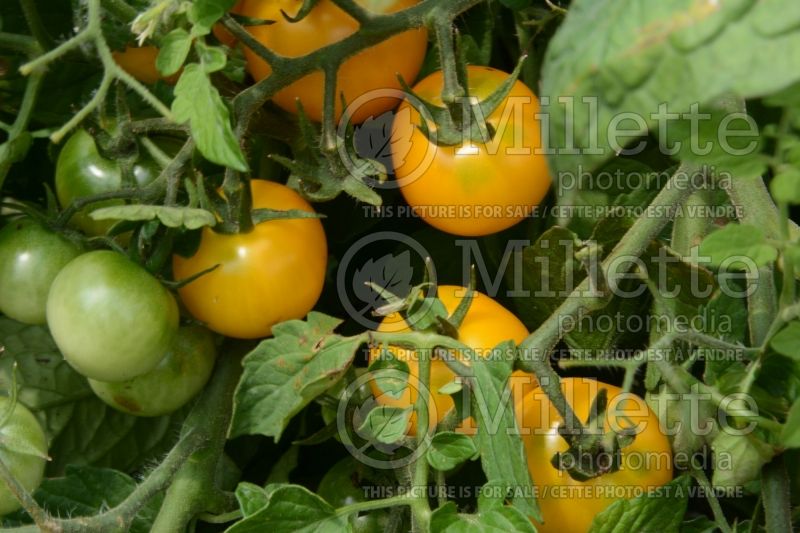 Solanum Patio Choice Yellow (Tomato vegetable - tomate) 1  