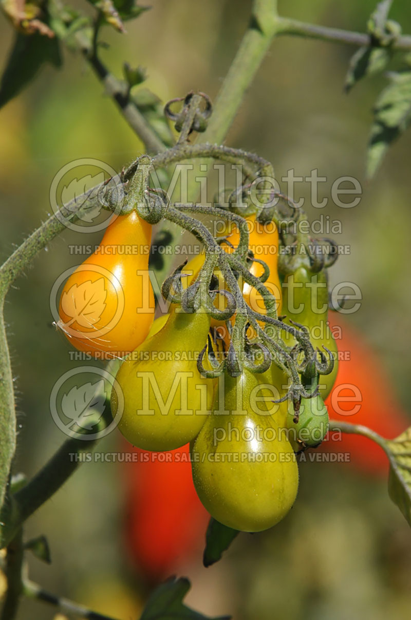 Solanum Poires Jaunes (Tomato vegetable - tomate) 2  