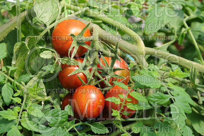 Solanum Rambling Red Stripe (Tomato vegetable - tomate) 4 