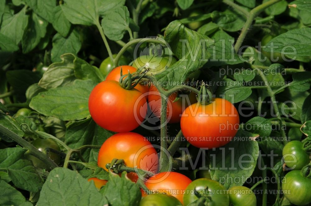 Solanum Red Profusion (Tomato vegetable - tomate) 1  