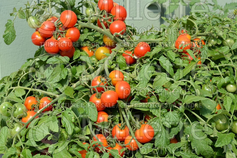 Solanum Red Profusion (Tomato vegetable - tomate) 3  