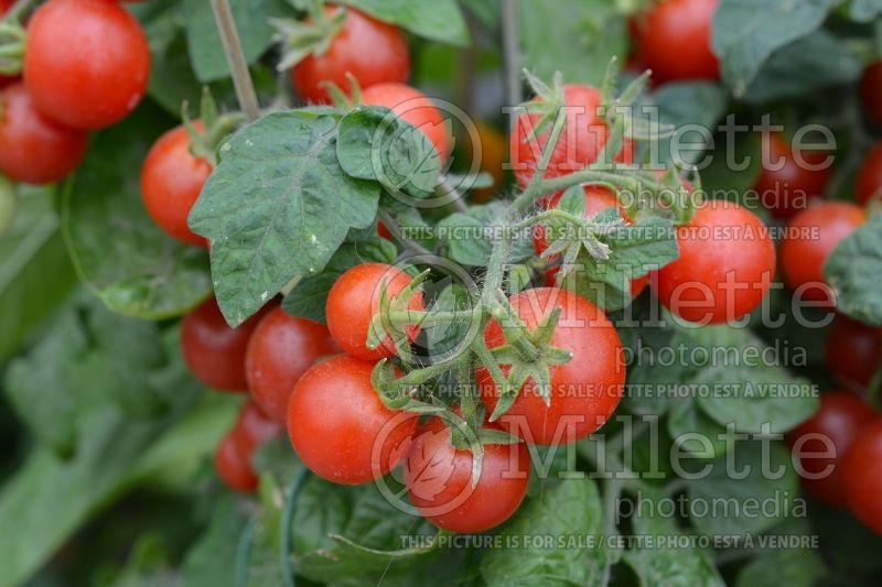 Solanum Red Robin (Tomato vegetable - tomate) 2  