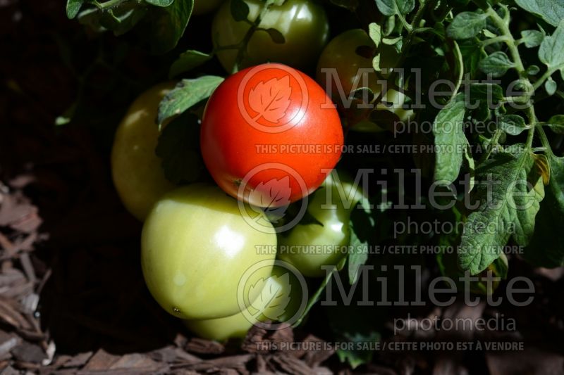 Solanum Stellar (Tomato vegetable - tomate) 1  