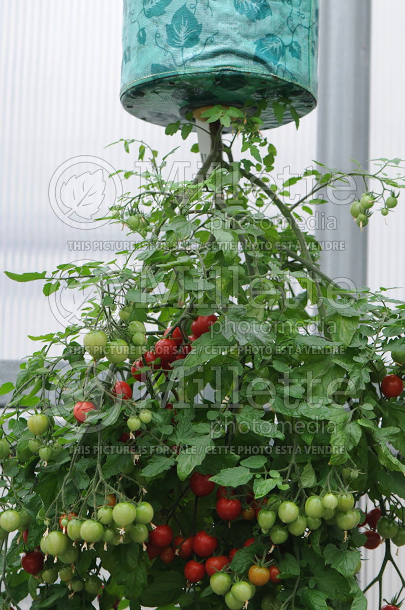 Solanum Topsy Tom (Tomato vegetable - tomate) 1  