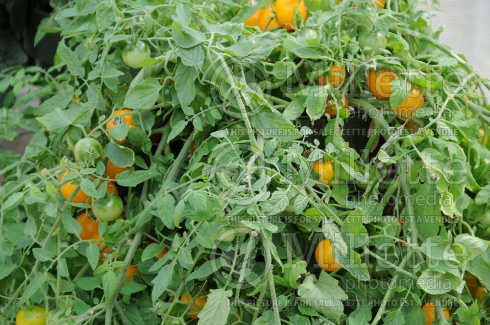 Solanum Thumbling Junior (Tomato)   2