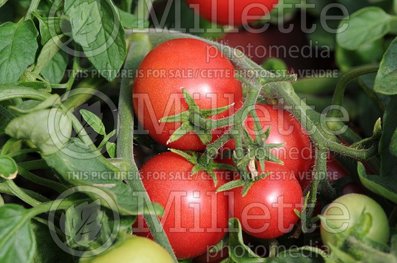 Solanum Tumbling Tom Red (Tomato vegetable - tomate) 2 