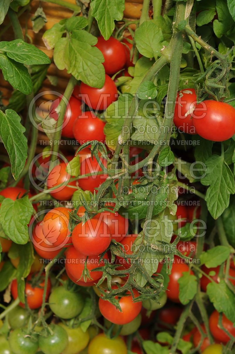 Solanum Tumbling Tom Red (Tomato vegetable - tomate) 1 