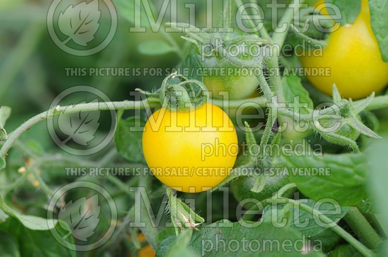 Solanum Tumbling Tom Yellow (Tomato vegetable - tomate) 3