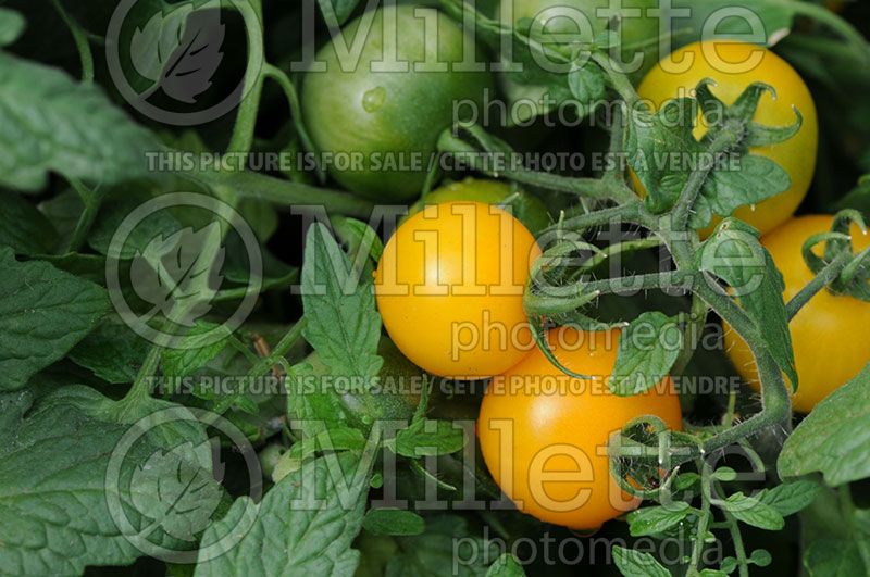 Solanum Tumbling Junior (Tomato vegetable - tomate) 2  
