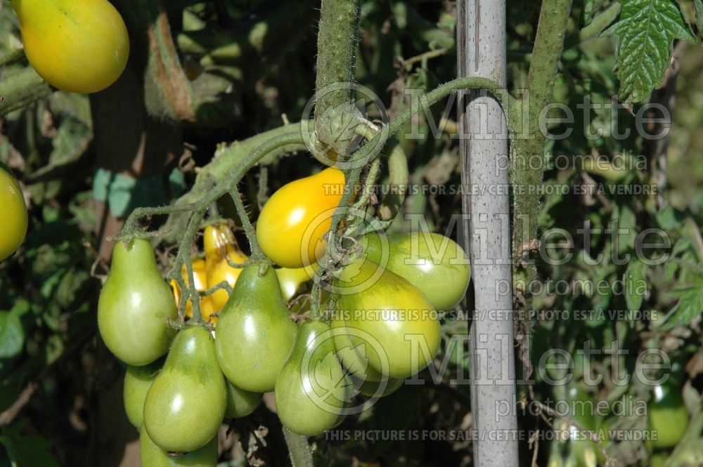 Solanum Yellow Pear (Tomato vegetable - tomate) 2  
