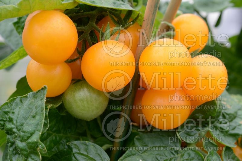 Solanum Yellow Robin (Tomato vegetable - tomate) 1  
