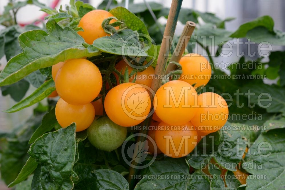 Solanum Yellow Robin (Tomato vegetable - tomate) 2  