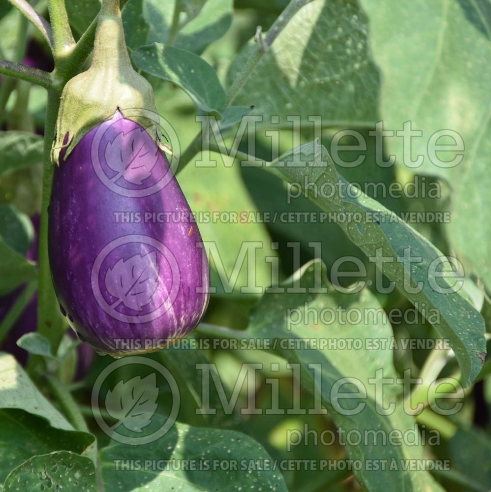 Solanum Dancer (Eggplant vegetable) 1