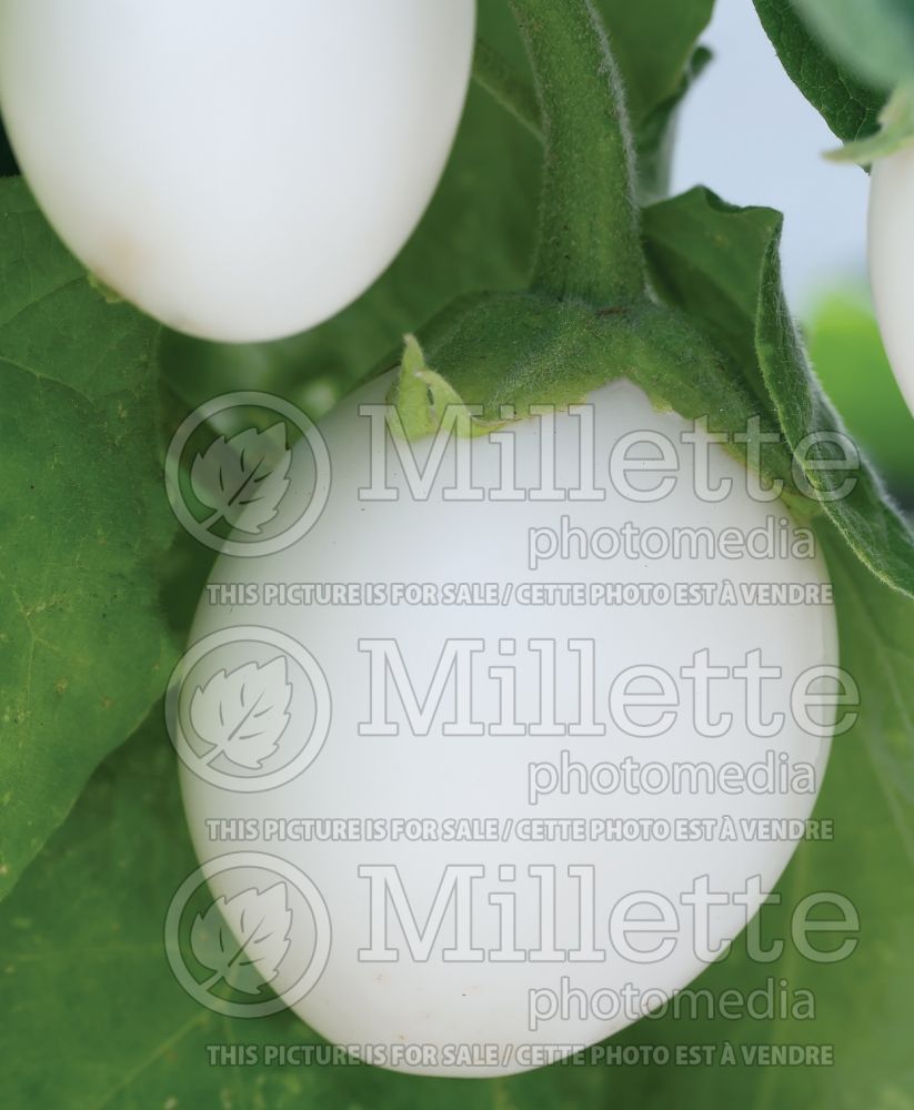 Solanum Ivory (Sweet eggplant vegetable) 2 