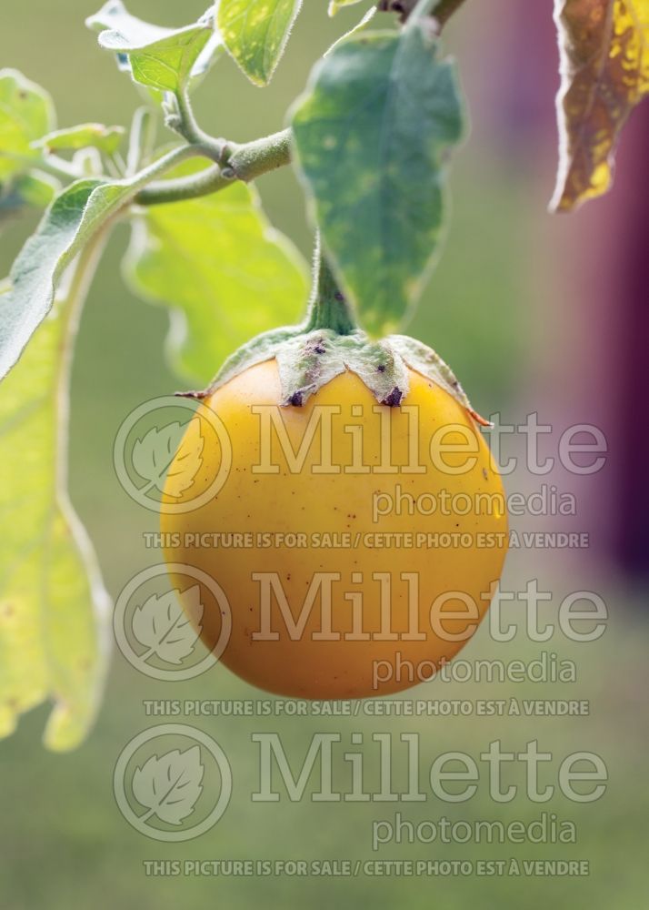 Solanum Ivory (Sweet eggplant vegetable) 1 